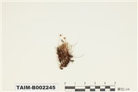 藏品(曲柄苔屬)的圖片